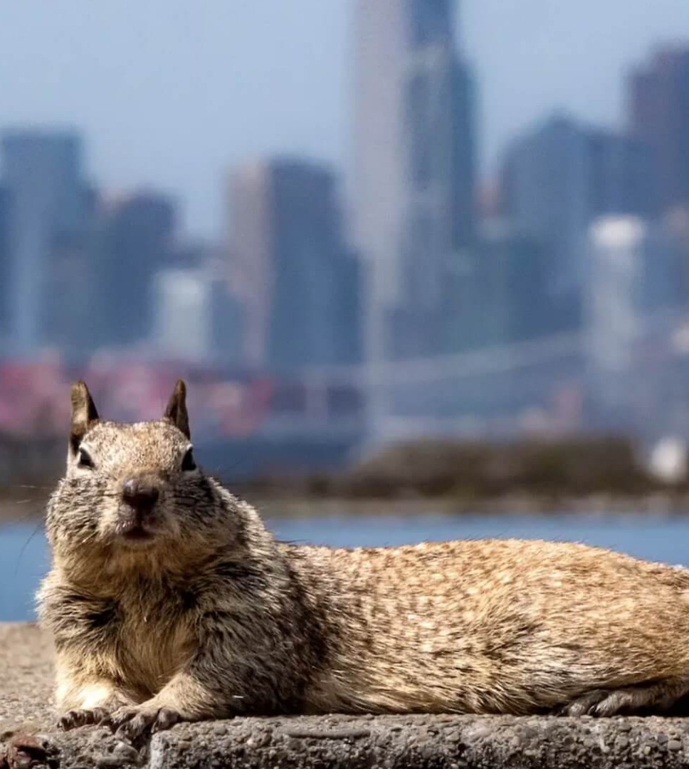 Click here to read about the City Safari Blog.